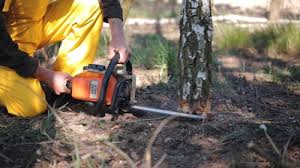 How Our Tree Care Process Works  in Keuka Park, NY